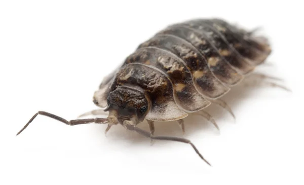 Common woodlouse, Oniscus asellus, in front of white background — Stock Fotó