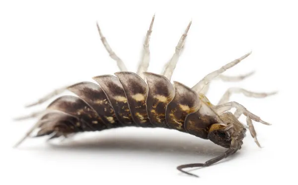 Upside down Common woodlouse, Oniscus asellus, in front of white background — Stock Photo, Image