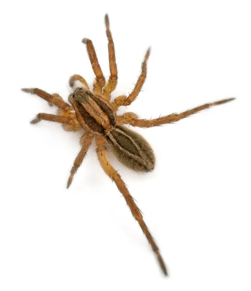 Spider, Pirata piraticus, in front of white background — Stock Photo, Image