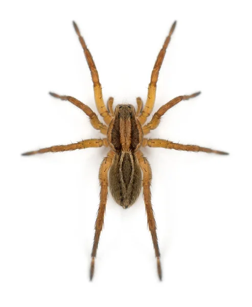 Spider, Pirata piraticus, in front of white background — Stock Photo, Image