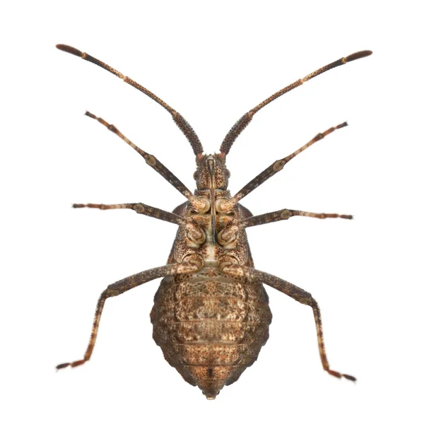 Dock bug, Coreus marginatus, arter af squash bug, foran hvid baggrund - Stock-foto