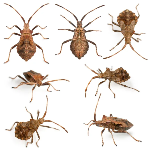 Dock bugs, Coreus marginatus, species of squash bug, in front of white background — Stock Photo, Image