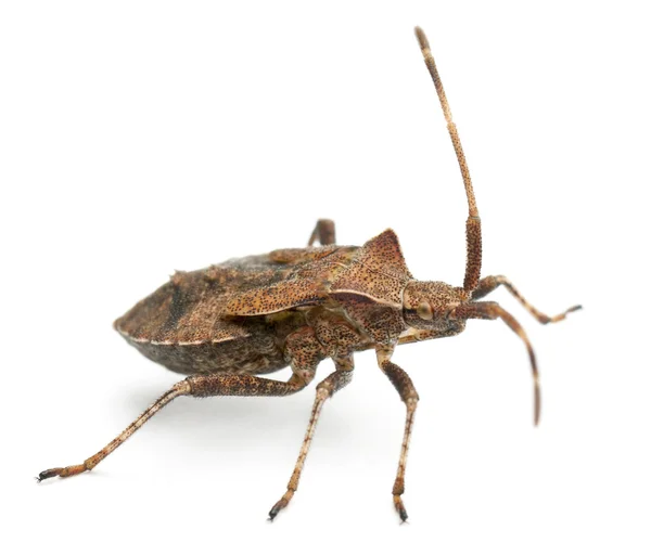 Dock bug, Coreus marginatus, specie di squash bug, davanti allo sfondo bianco — Foto Stock