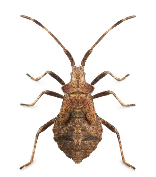 Dock bug, Coreus marginatus, espécie de inseto de abóbora, na frente do fundo branco — Fotografia de Stock