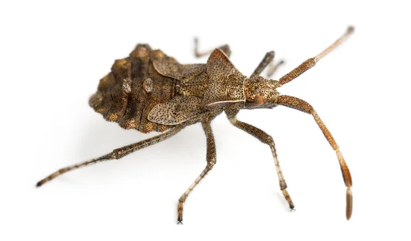 Dock bug, Coreus marginatus, specie di squash bug, davanti allo sfondo bianco — Foto Stock