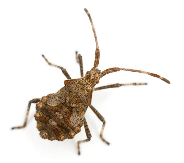 Dermaga bug, Coreus marginatus, spesies squash bug, di depan latar belakang putih — Stok Foto