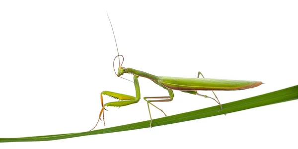 Mantis Europea Femenina o Mantis Orante, Mantis religiosa, en la hoja de hierba delante de fondo blanco —  Fotos de Stock