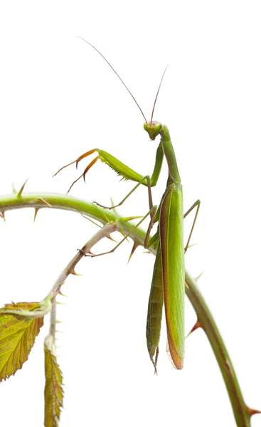 Female European Mantis or Praying Mantis, Mantis religiosa, on stem in front of white background — Stock Photo, Image