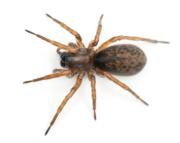 Nid d'araignée, Araignée nocturne ou tisserand Hacklemesh, Coelotes terrestris, devant fond blanc — Photo