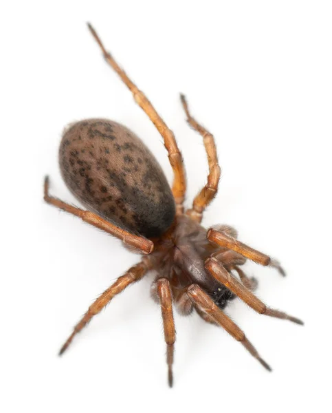 Tangled ninho aranha, aranha noturna ou tecelão Hacklemesh, Coelotes terrestris, na frente de fundo branco — Fotografia de Stock