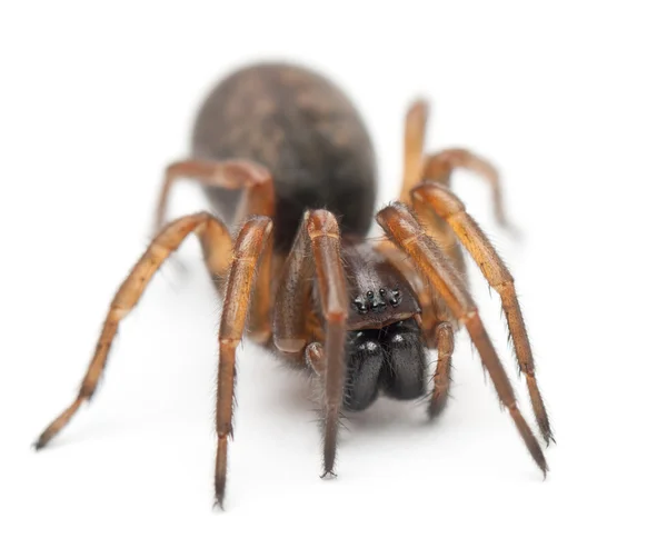 Verwarde nest spin, nacht spider of hacklemesh weaver, coelotes terrestris, voor witte achtergrond — Stockfoto