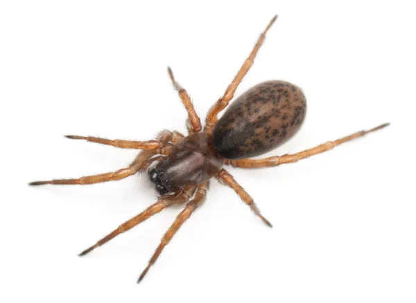 Nid d'araignée, Araignée nocturne ou tisserand Hacklemesh, Coelotes terrestris, devant fond blanc — Photo