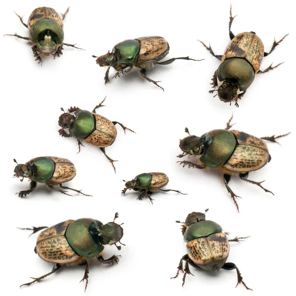 Besouros escaravelhos - Onthophagus Sp, na frente do fundo branco — Fotografia de Stock