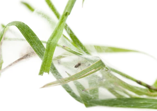 Паук-питомник, Pisaura mirabillis, паук в гнезде на белом фоне — стоковое фото