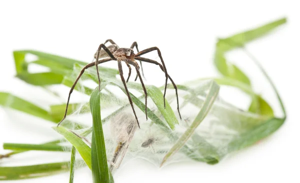 stock image Nursery web spider, Pisaura mirabillis, with spiderling in nest in front of white background