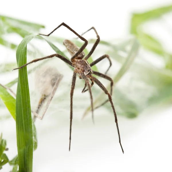 Дитячий веб-павук, Pisaura Mirabillis, з павуком в гнізді перед білим тлом — стокове фото