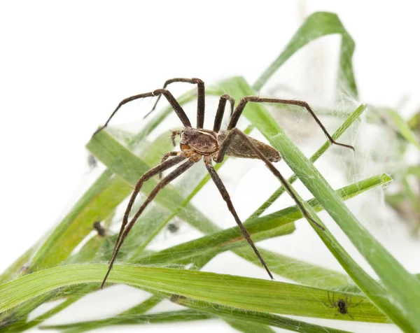 Дитячий веб-павук, Pisaura Mirabillis, з павуком в гнізді перед білим тлом — стокове фото