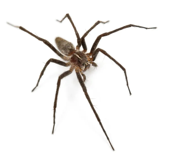 Vivero araña telaraña, Pisaura mirabillis, delante de fondo blanco — Foto de Stock