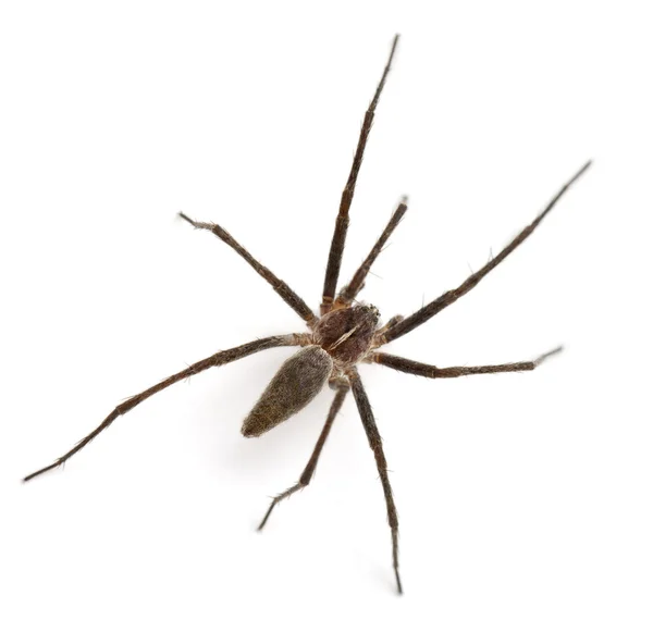 Vivero araña telaraña, Pisaura mirabillis, delante de fondo blanco —  Fotos de Stock