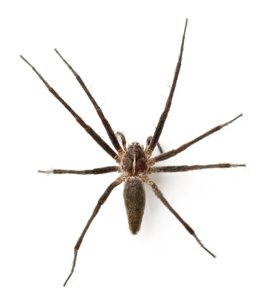 Φυτώριο web αράχνη, pisaura mirabillis, μπροστά από το λευκό φόντο — Φωτογραφία Αρχείου