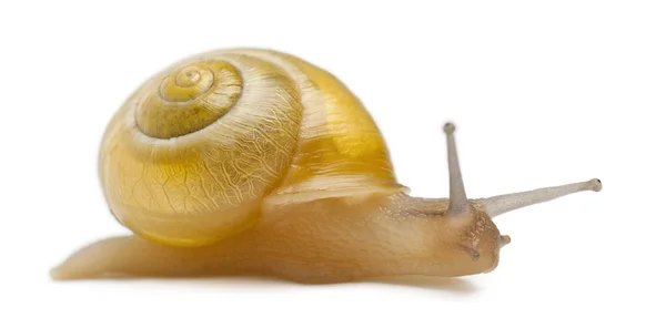 格罗夫蜗牛或没有黑暗组别，cepaea nemoralis，在白色背景前布朗唇蜗牛 — 图库照片