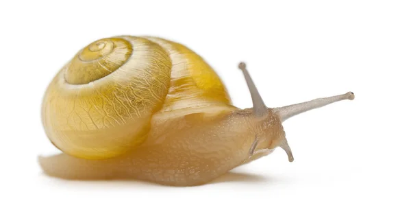 Grove snail or brown-lipped snail without dark bandings, Cepaea nemoralis, in front of white background — Stock Photo, Image