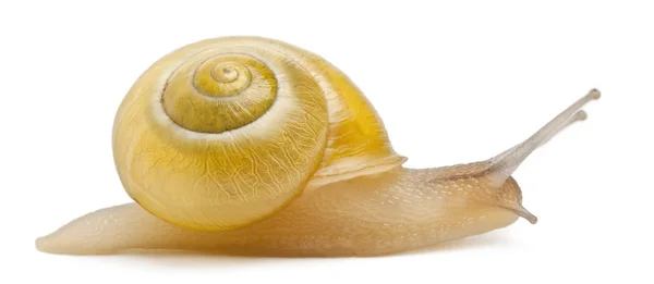 格罗夫蜗牛或没有黑暗组别，cepaea nemoralis，在白色背景前布朗唇蜗牛 — 图库照片