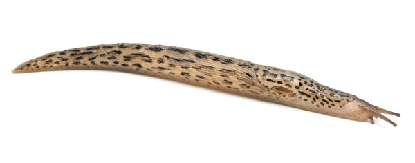 Lesma de leopardo - Limax maximus, na frente do fundo branco — Fotografia de Stock