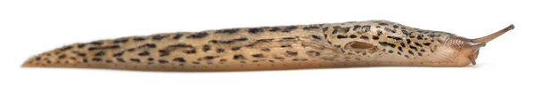 豹子蛞蝓-蛞 maximus，在白色背景前 — 图库照片