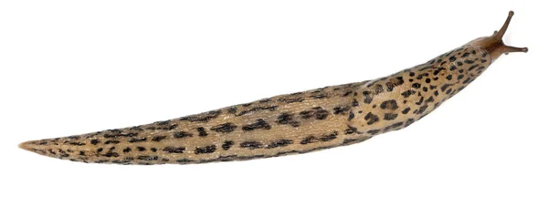 Limace léopard - Limax maximus, devant fond blanc — Photo