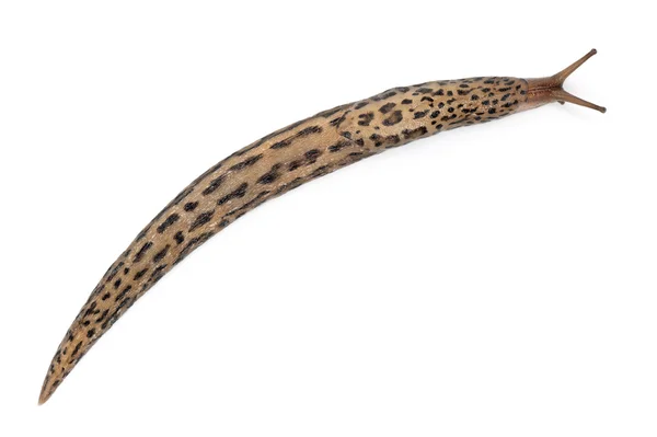 Babosa de leopardo - Limax maximus, delante de fondo blanco — Foto de Stock