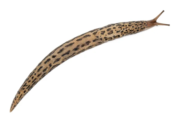 Babosa de leopardo - Limax maximus, delante de fondo blanco — Foto de Stock