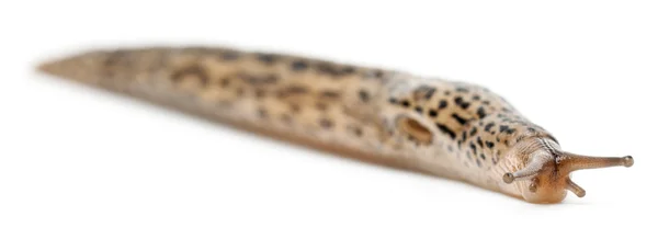 Lesma de leopardo - Limax maximus, na frente do fundo branco — Fotografia de Stock