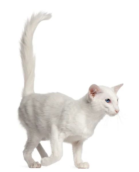 Balinese cat, 1 year old, walking in front of white background — 스톡 사진