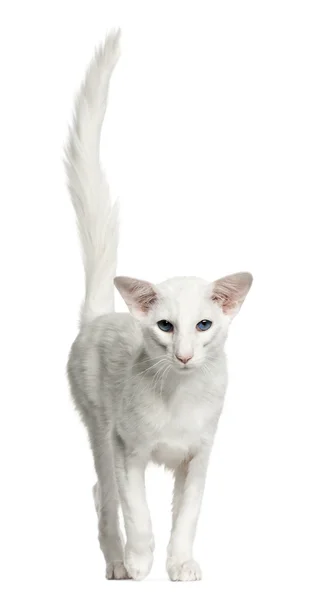 Balinese cat, 1 year old, standing in front of white background — Stock Photo, Image