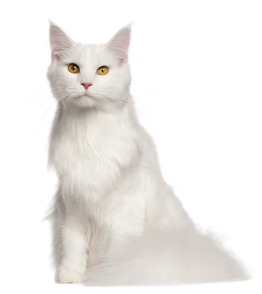 メインクーン猫ネコ、8 ヶ月の前に座ってホワイト バック グラウンド — ストック写真