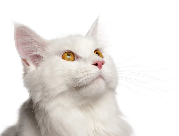 Кошка Майн Кун, 8 месяцев, портрет на белом фоне — стоковое фото