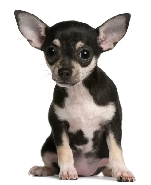 Szczeniak Chihuahua, 3 miesiące, siedząc z przodu białe tło — Zdjęcie stockowe