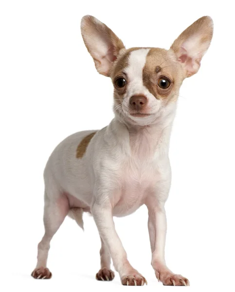Chihuahua filhote de cachorro, 3 meses, de pé em frente ao fundo branco — Fotografia de Stock