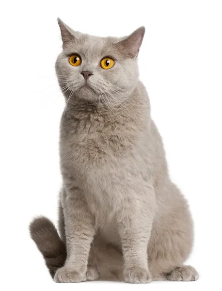 Britská krátkosrstá kočka, 2 roky starý, sedí v přední části bílé pozadí — Stock fotografie