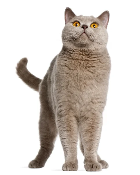 British Shorthair cat, 2 anni, in piedi davanti allo sfondo bianco — Foto Stock