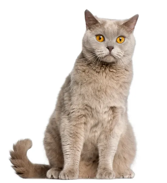 Brits korthaar kat, 2 jaar oud, zitten in de voorkant van witte achtergrond — Stockfoto
