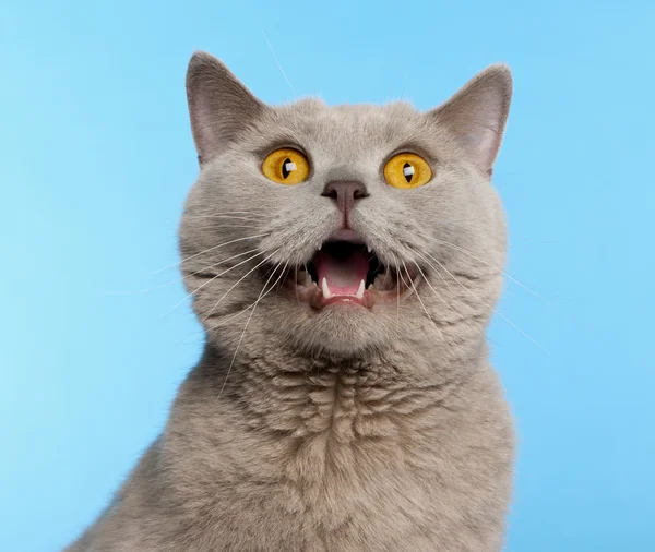 British Shorthair cat, 2 years old, in front of blue background — Stock Photo, Image