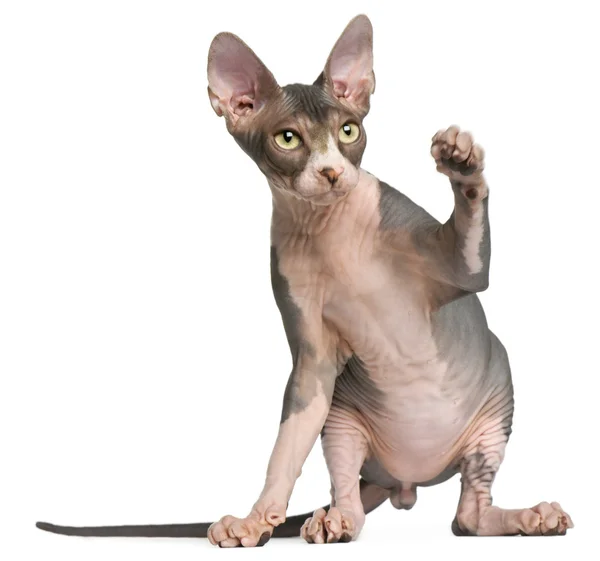 Sphynx kitten, 4 months old, sitting in front of white background — Stock Photo, Image