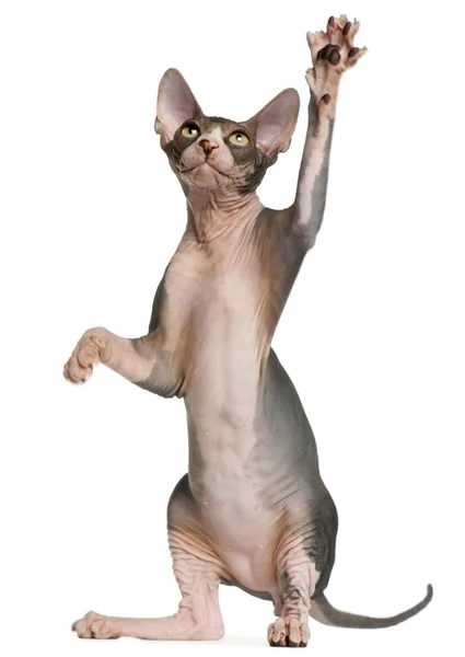 Sphynx kitten, 4 months old, reaching up in front of white background — 스톡 사진