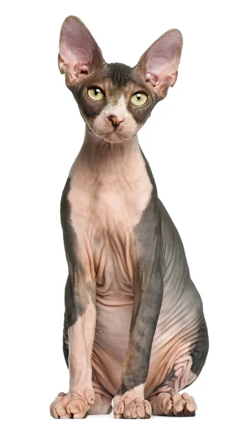 Sphynx kitten, 4 months old, sitting in front of white background — Stock Photo, Image