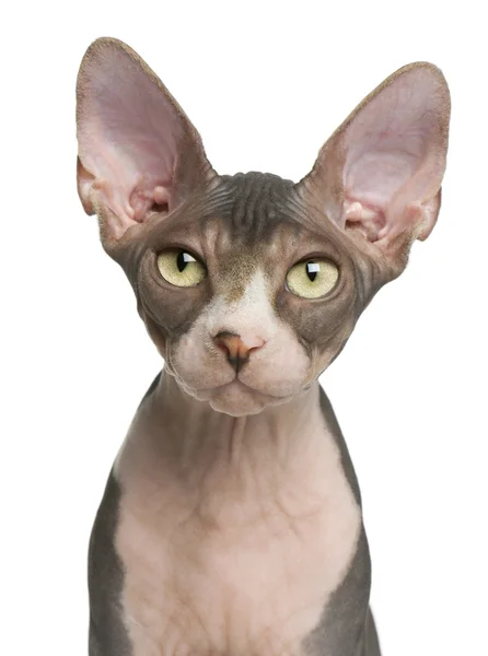 Sphynx kitten, 4 months old, portrait in front of white background — Stock Photo, Image