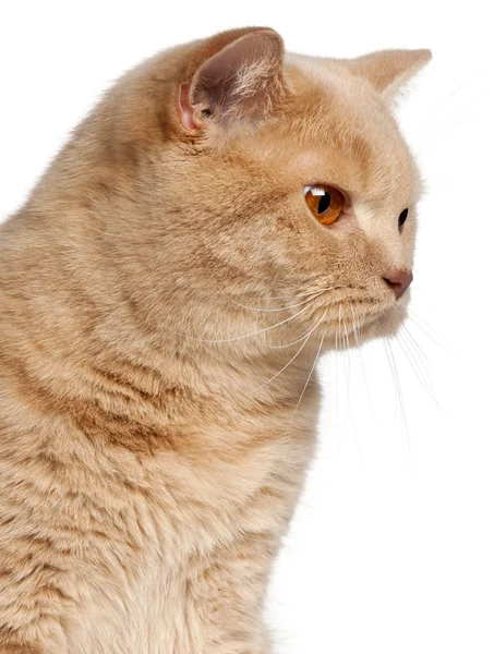 Inkivääri British Shorthair kissa, 1 vuotias, headshot edessä valkoinen tausta — kuvapankkivalokuva