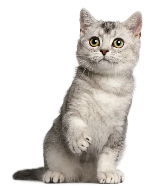 Британский котенок Shorthair, 4 месяца, сидящий перед белым фоном — стоковое фото