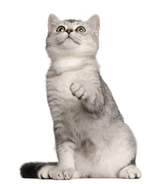 British Shorthair kitten, 4 months old, sitting in front of white background — Stock Photo, Image